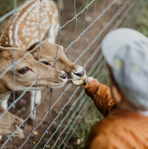 Zoo des Marécottes